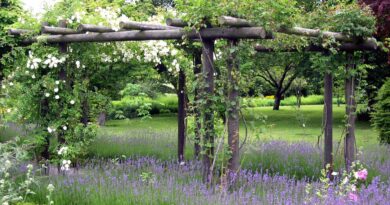 Pergola iz naravnega lesa