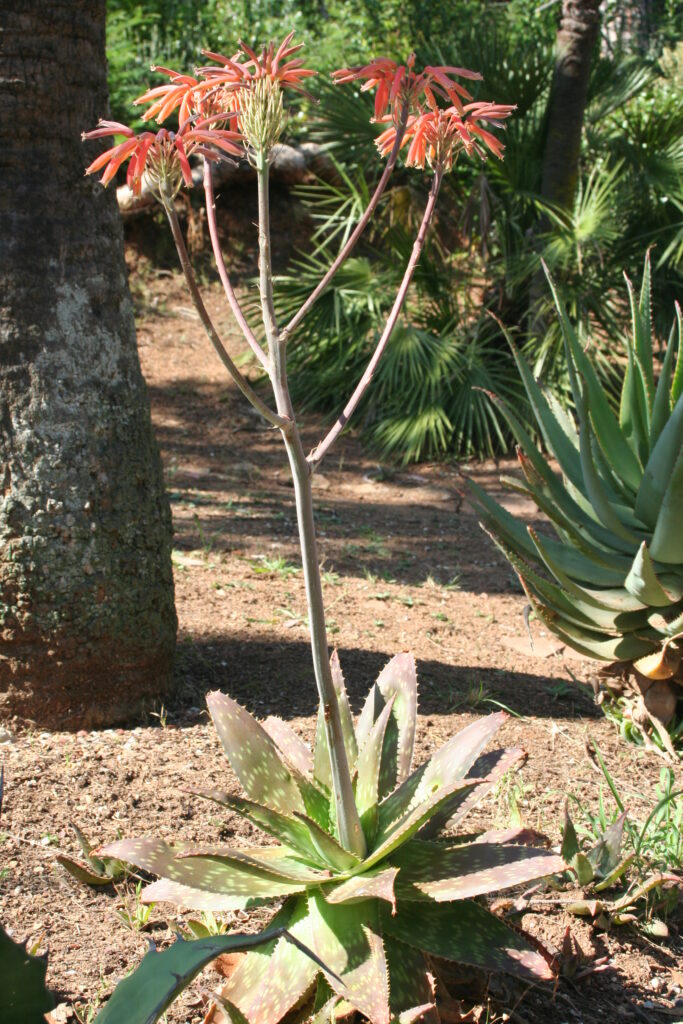 Poleg svoje dekorativne vrednosti ima aloe tudi zdravilne lastnosti