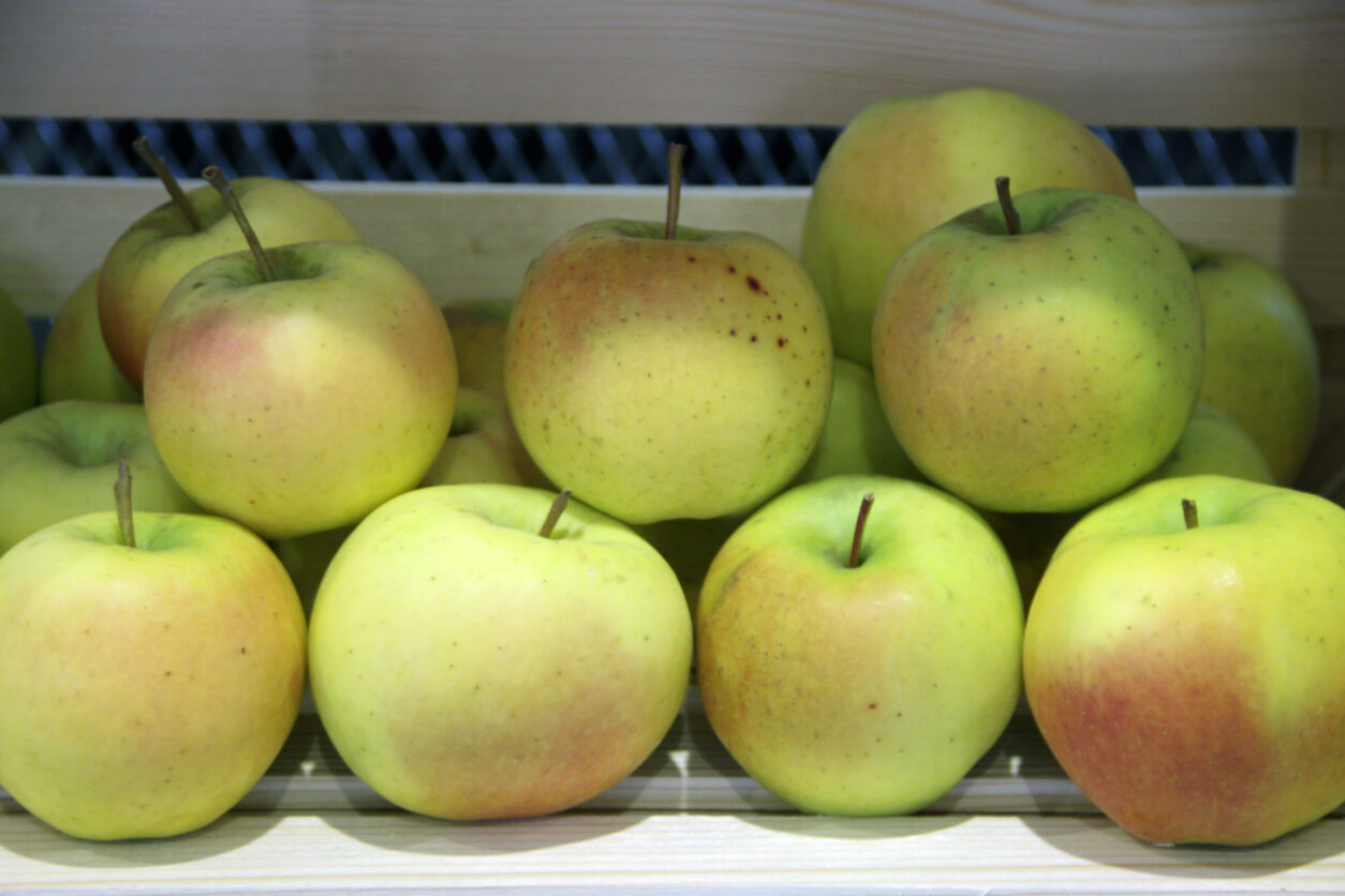 Primiera (Zlati Delišes X Coop 17)