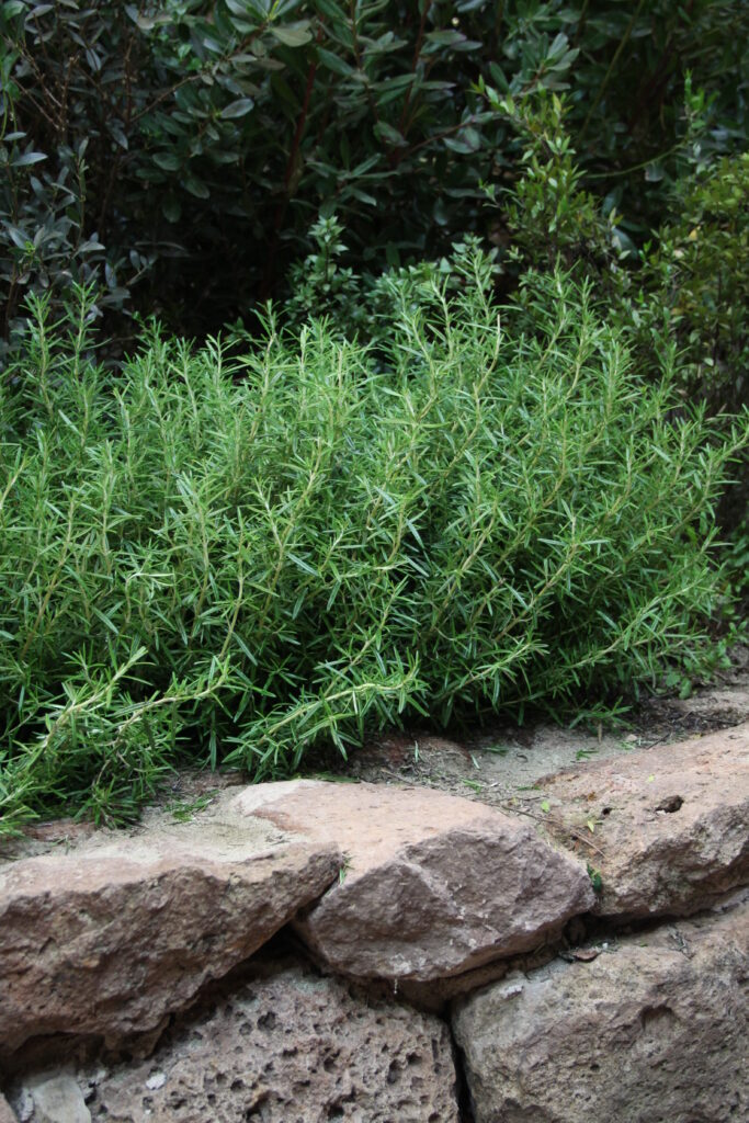 Rožmarin (Rosmarinus officinalis)