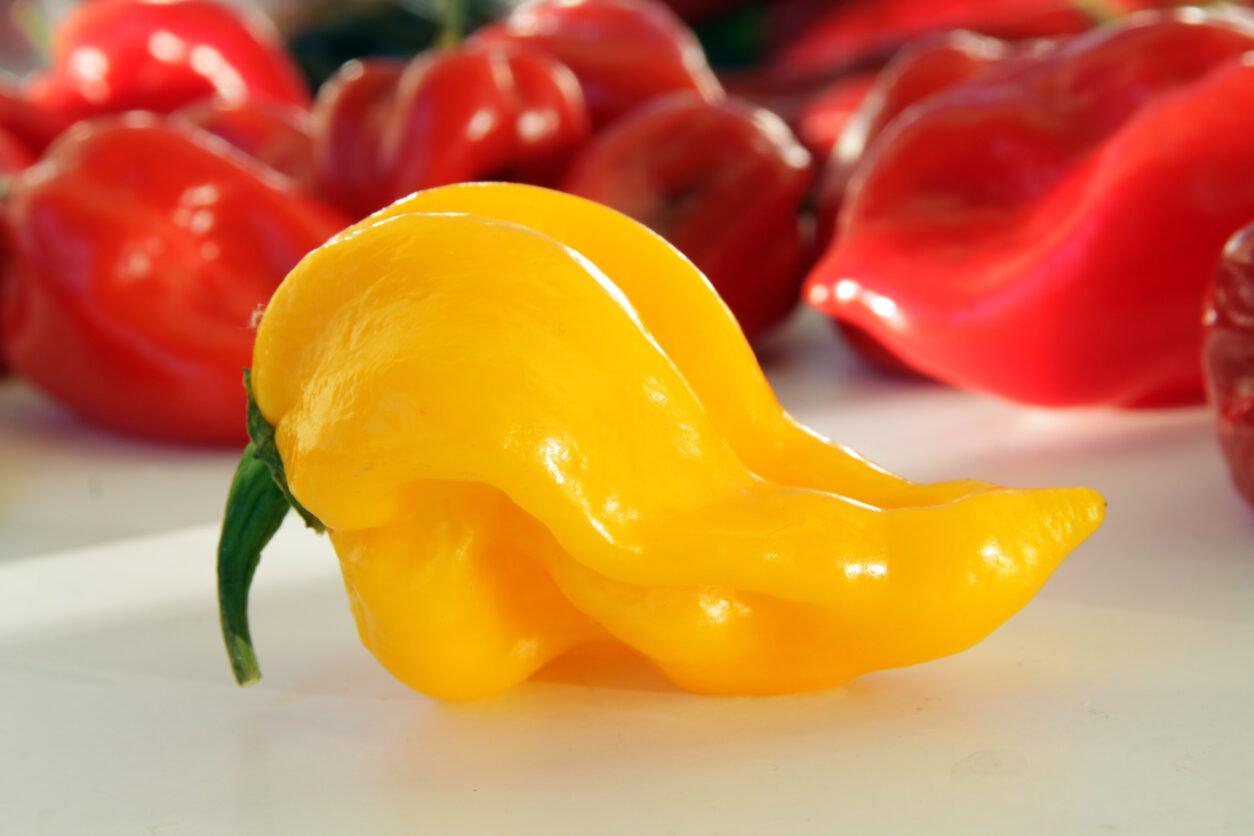 Rumeni habanero – eksotični čili z značilno rumeno barvo