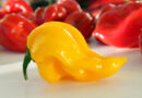 Rumeni habanero – eksotični čili z značilno rumeno barvo
