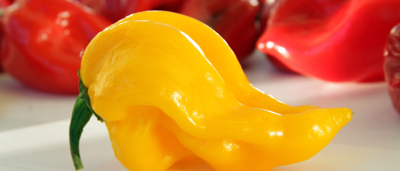 Rumeni habanero – eksotični čili z značilno rumeno barvo