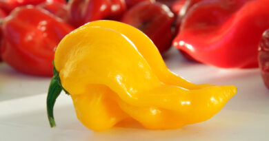 Rumeni habanero – eksotični čili z značilno rumeno barvo