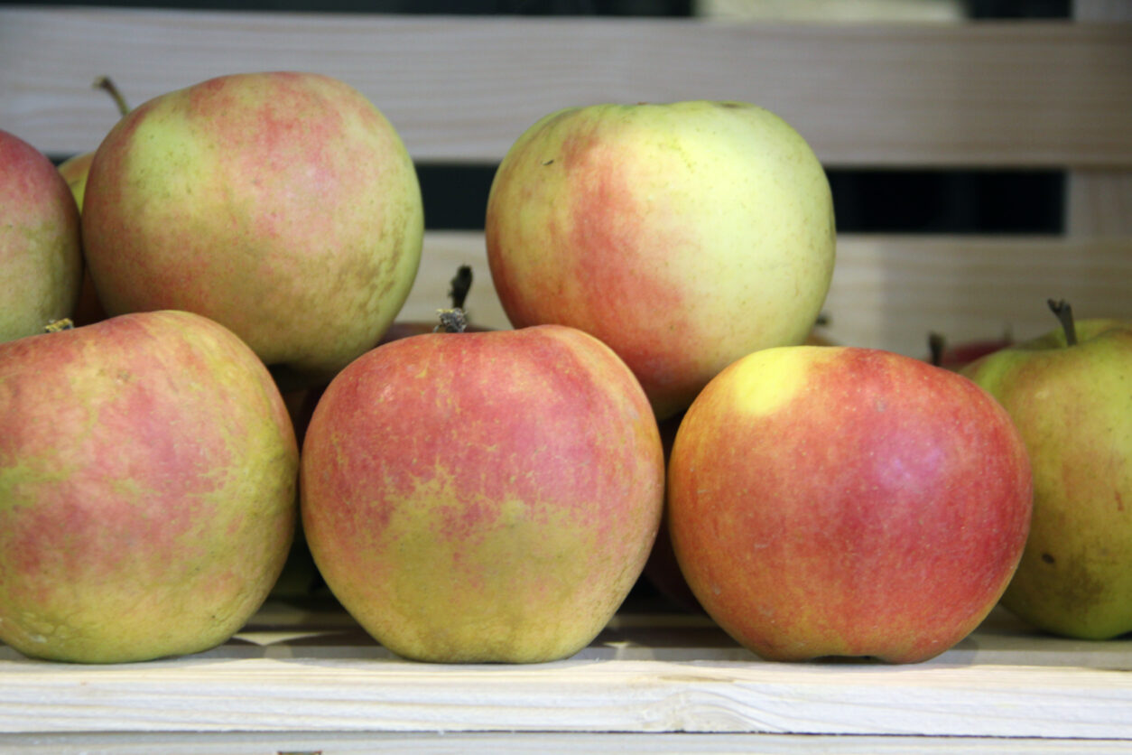 Sansa (Gala X Akane)