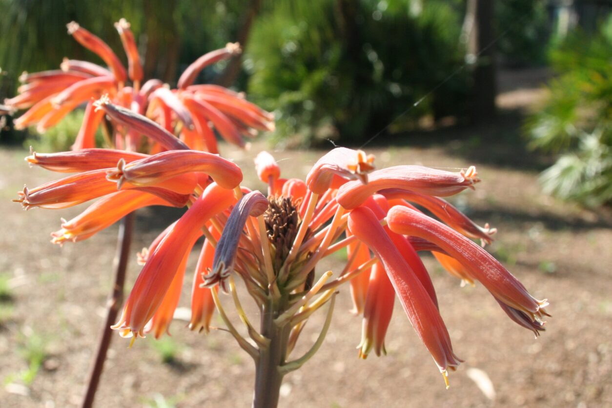 Socvetje aloe v oranžno-rdečih odtenkih