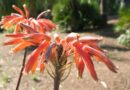 Socvetje aloe v oranžno-rdečih odtenkih