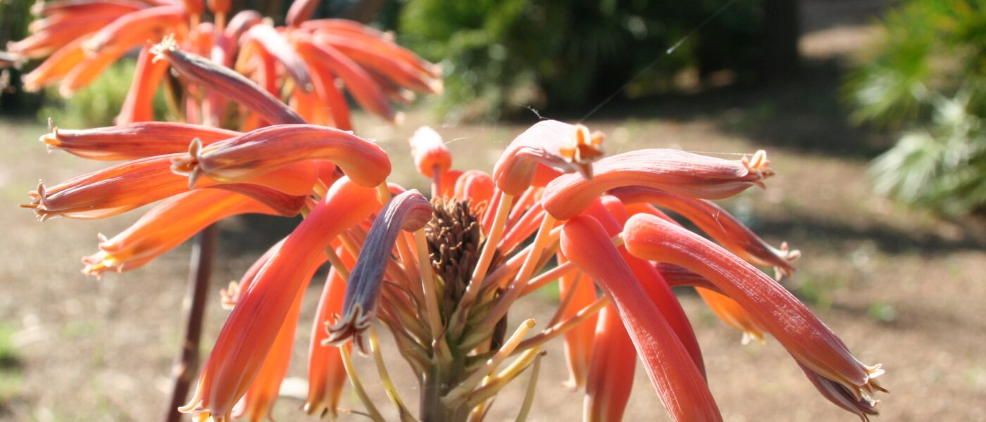 Socvetje aloe v oranžno-rdečih odtenkih