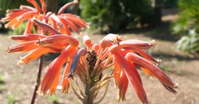 Socvetje aloe v oranžno-rdečih odtenkih