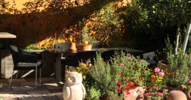 Sončna jesenska terasa s cvetočimi enoletnicami in zelišči v loncih – pravi čas za pripravo rastlin na prezimovanje.