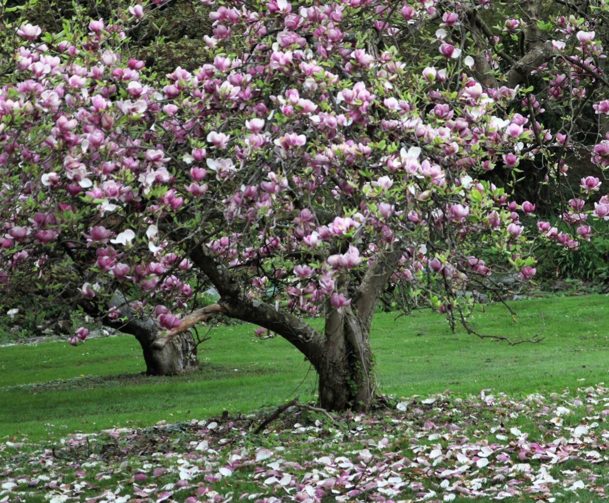 Soungelova magnolija (Magnolia soulangiana)