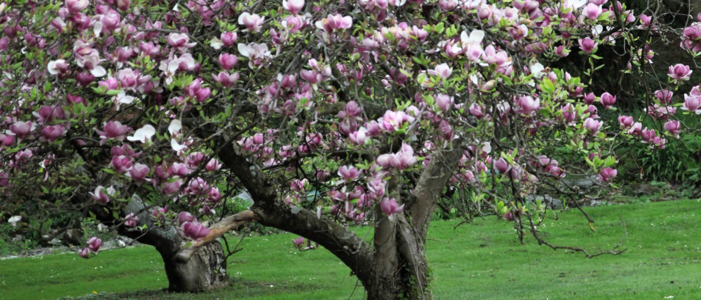 Soungelova magnolija (Magnolia soulangiana)