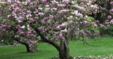 Soungelova magnolija (Magnolia soulangiana)