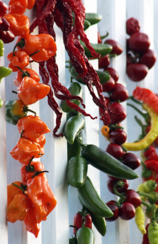 Sušenje čilijev jalapeno habanero red cherry in calabrese