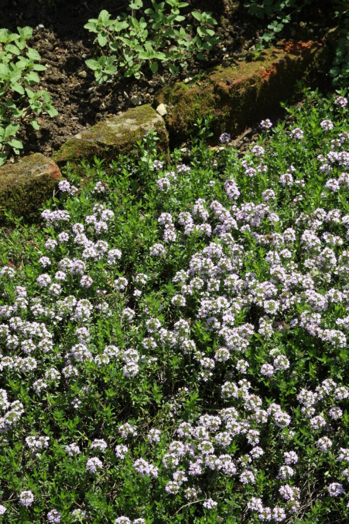 Timijan (Thymus vulgaris)