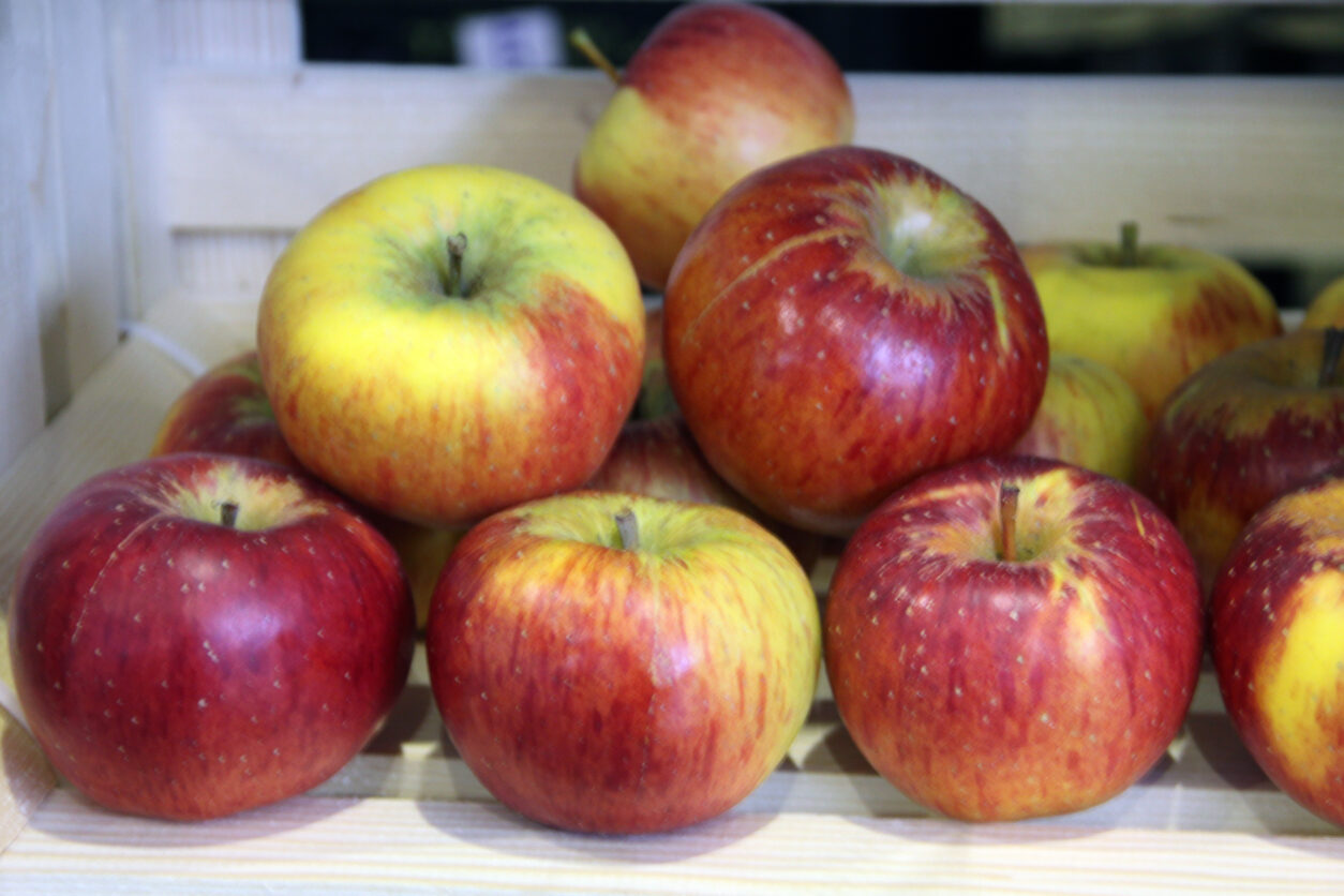 Topaz (Rubin X Vanda)