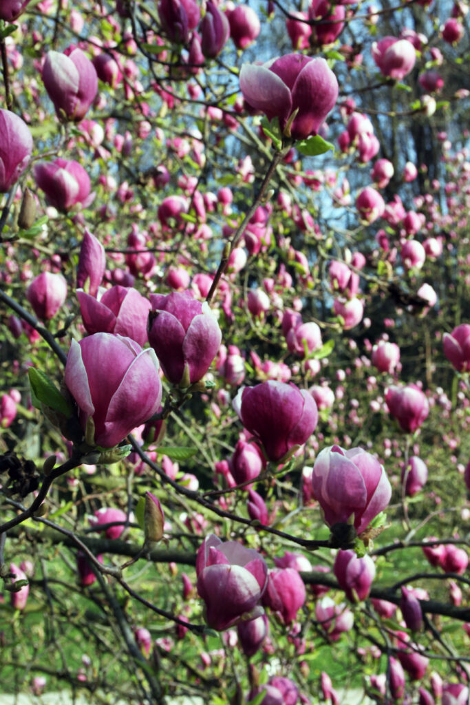 Tulipanova magnolija (Magnolia x Soulangeana)