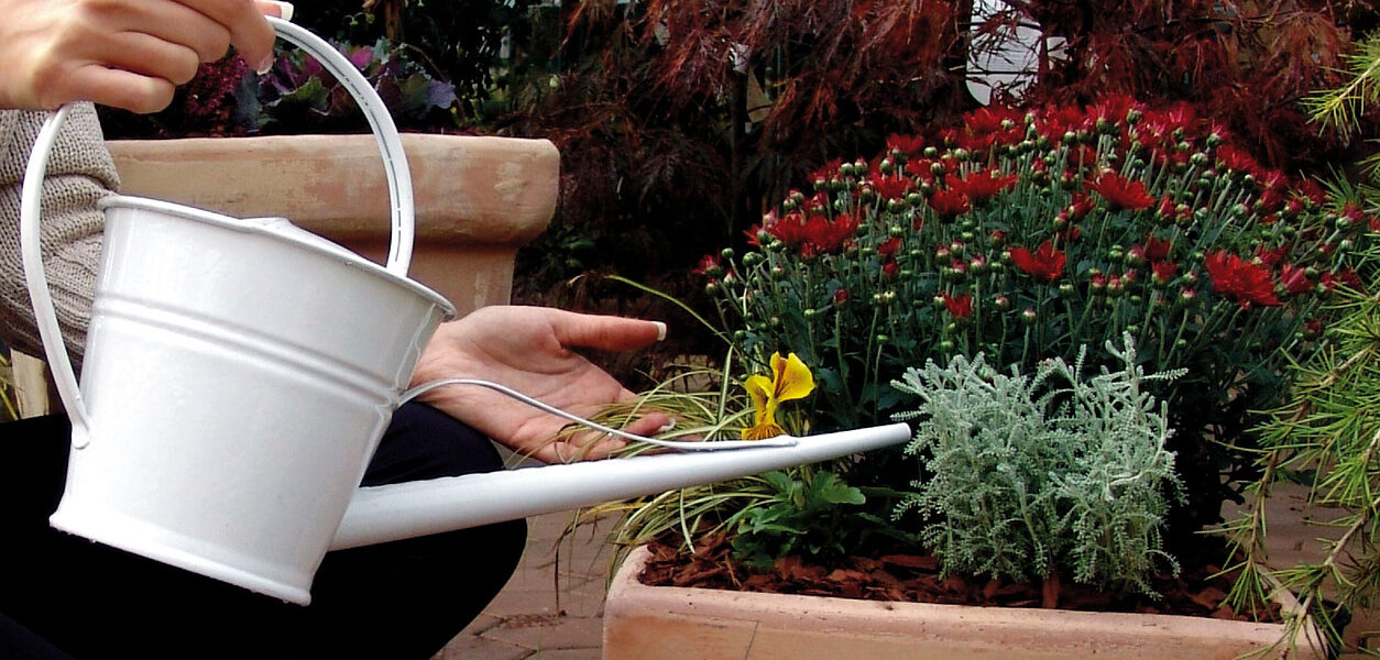 Uspešne jesenske zasaditve temeljijo na izbiri rastlin