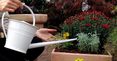 Uspešne jesenske zasaditve temeljijo na izbiri rastlin