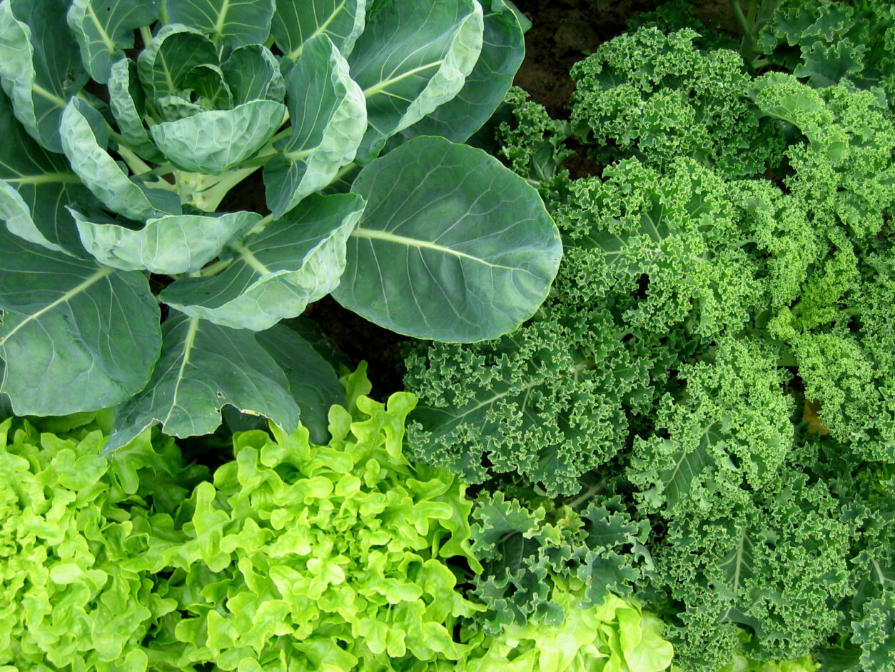 V senčnem delu vrta dobro uspeva v glavnem vsa listna zelenjava