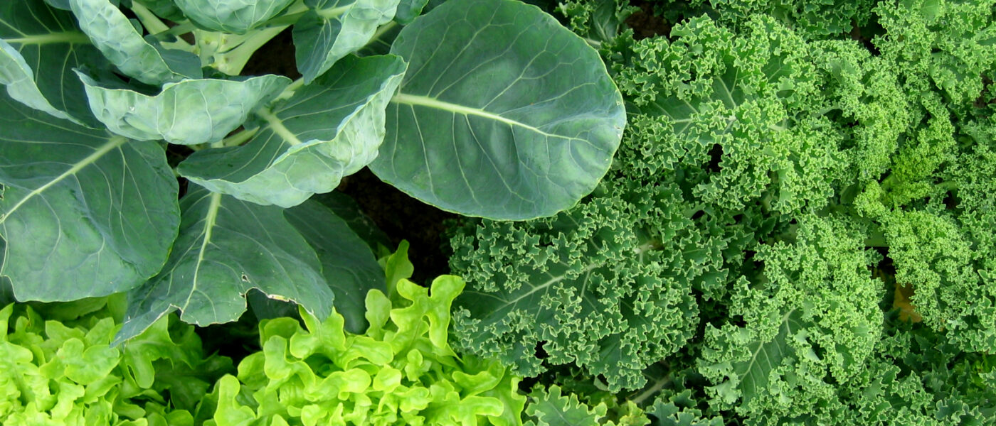 V senčnem delu vrta dobro uspeva v glavnem vsa listna zelenjava