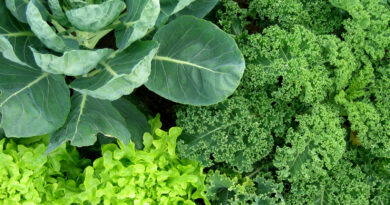 V senčnem delu vrta dobro uspeva v glavnem vsa listna zelenjava