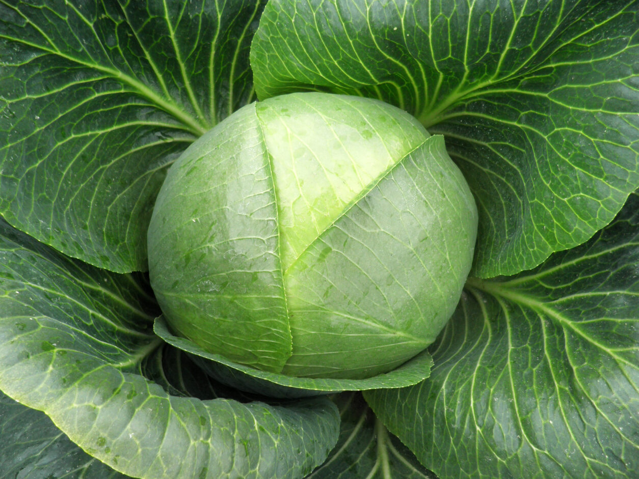 Varaždinsko zelje je avtohtona sorta, ki izvira iz območja Varaždina na Hrvaškem.