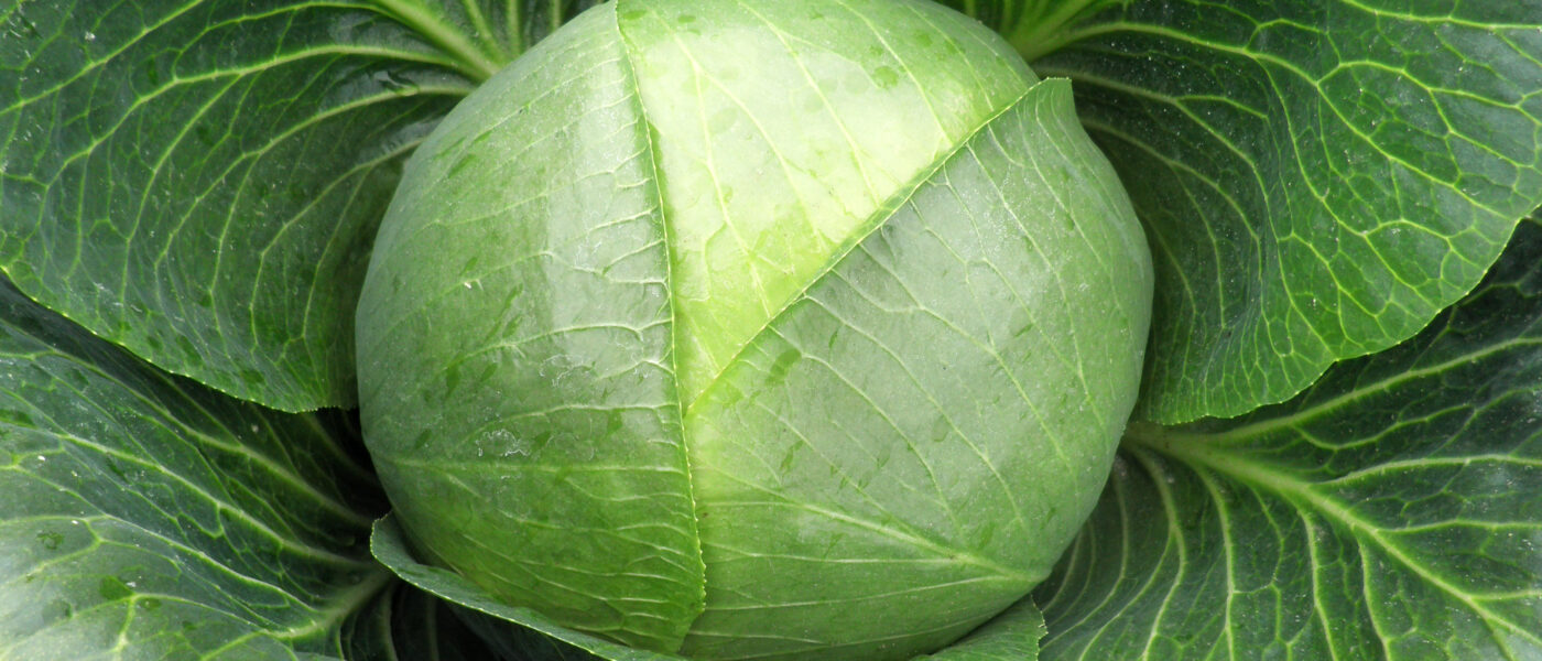 Varaždinsko zelje je avtohtona sorta, ki izvira iz območja Varaždina na Hrvaškem.