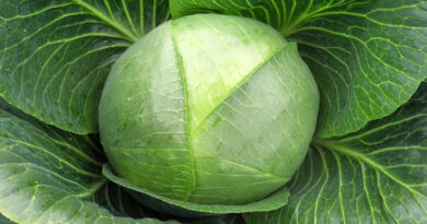 Varaždinsko zelje je avtohtona sorta, ki izvira iz območja Varaždina na Hrvaškem.