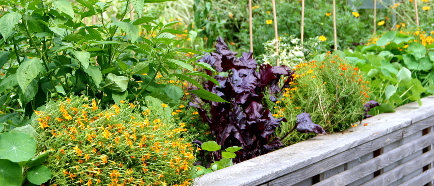 Visoka zelenjavna greda z obdelovalno višino na 120 cm.