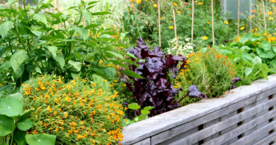 Visoka zelenjavna greda z obdelovalno višino na 120 cm.