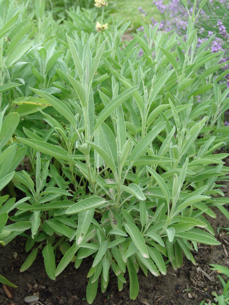 Žajbelj (Salvia officinalis)