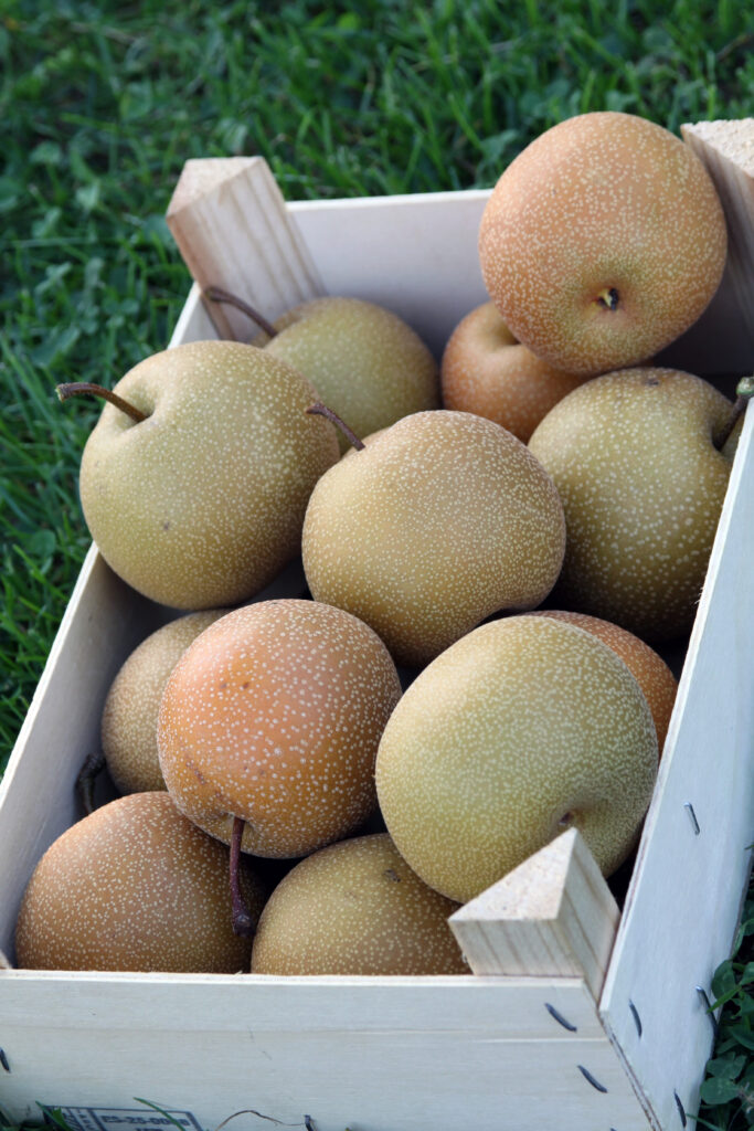 Zaradi tanke kožice plodov hruške nashi, jih zlagamo previdno, da se ne potolčejo.