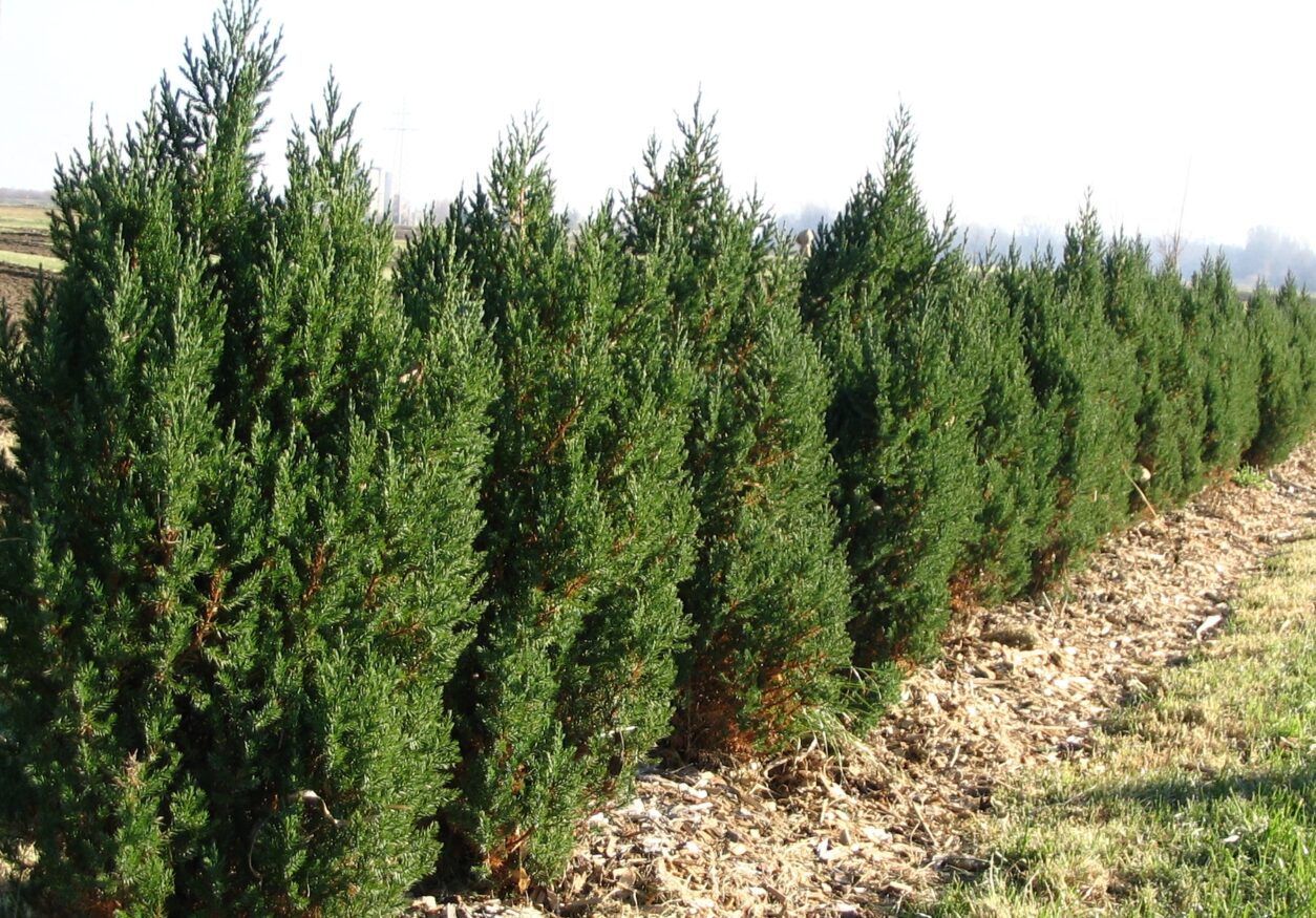 Zasaditev cipres v prvem letu po sajenju, zaščitena z zastirko za ohranjanje vlage in zdravo rast.