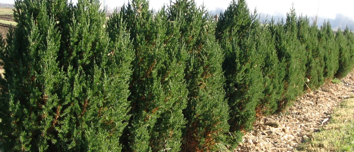 Zasaditev cipres v prvem letu po sajenju, zaščitena z zastirko za ohranjanje vlage in zdravo rast.