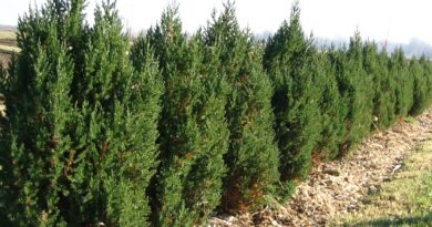 Zasaditev cipres v prvem letu po sajenju, zaščitena z zastirko za ohranjanje vlage in zdravo rast.