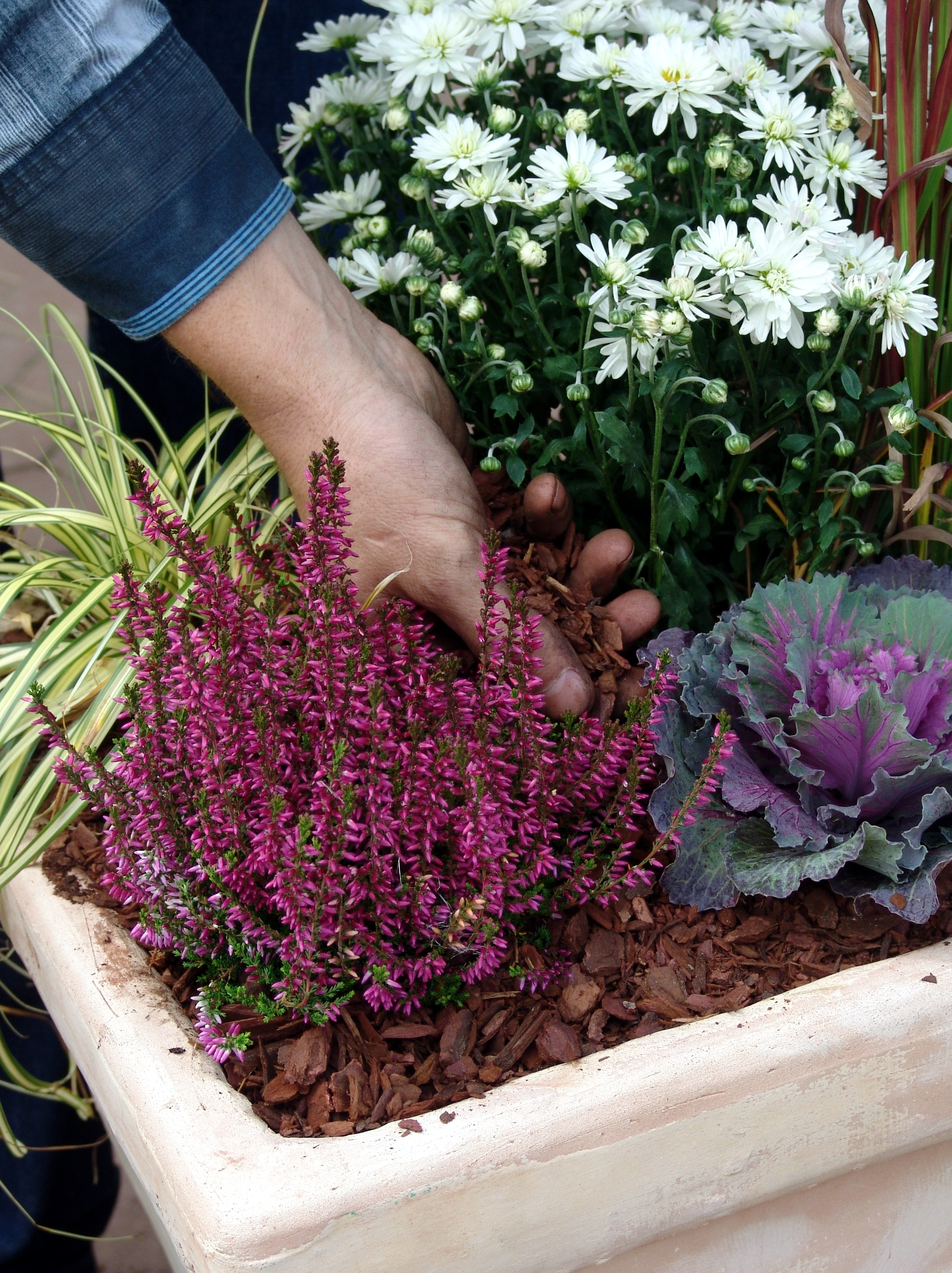 Zasaditev jesenskih lepotic in lubje za ohranjanje vlažnosti in dekorativni videz