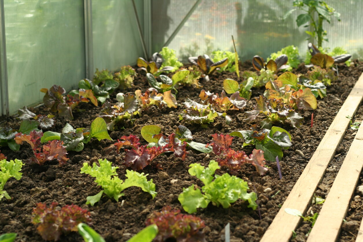 Zimsko gojenje solat v rastlinjaku