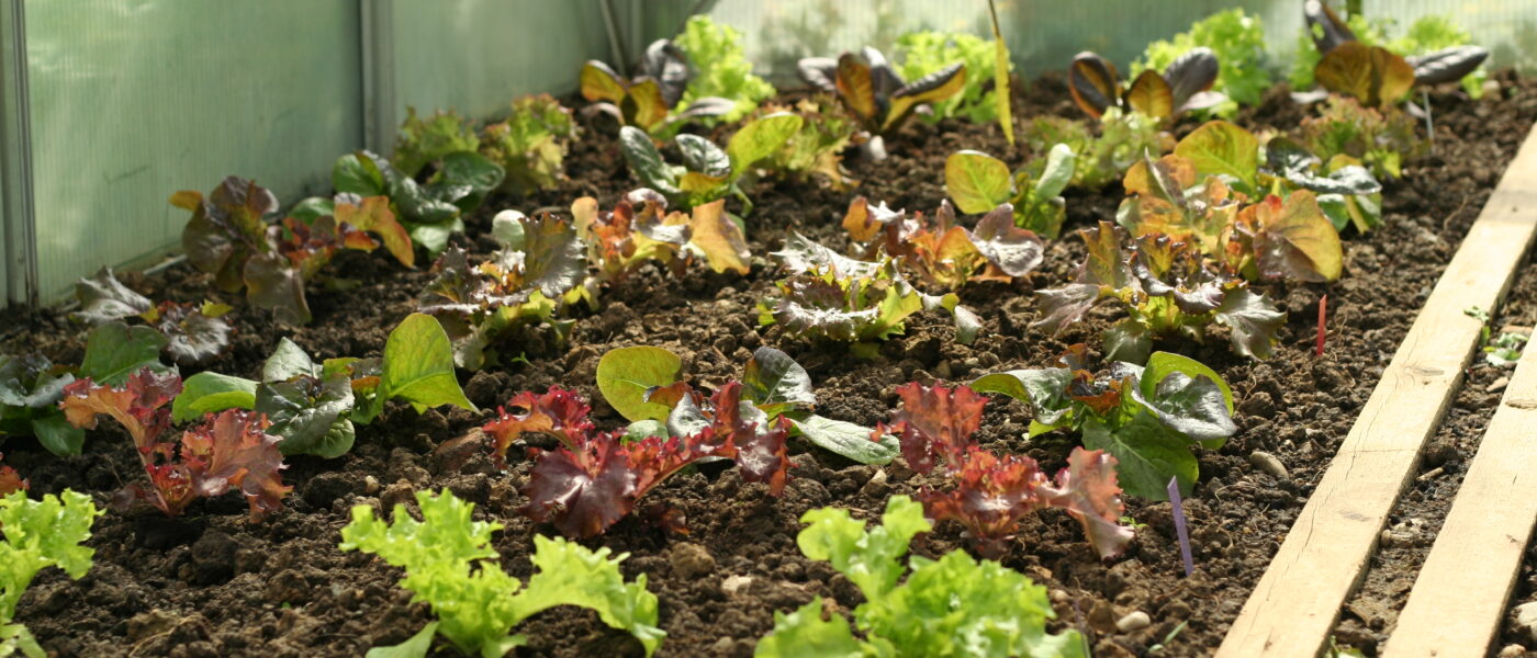 Zimsko gojenje solat v rastlinjaku