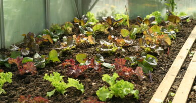 Zimsko gojenje solat v rastlinjaku