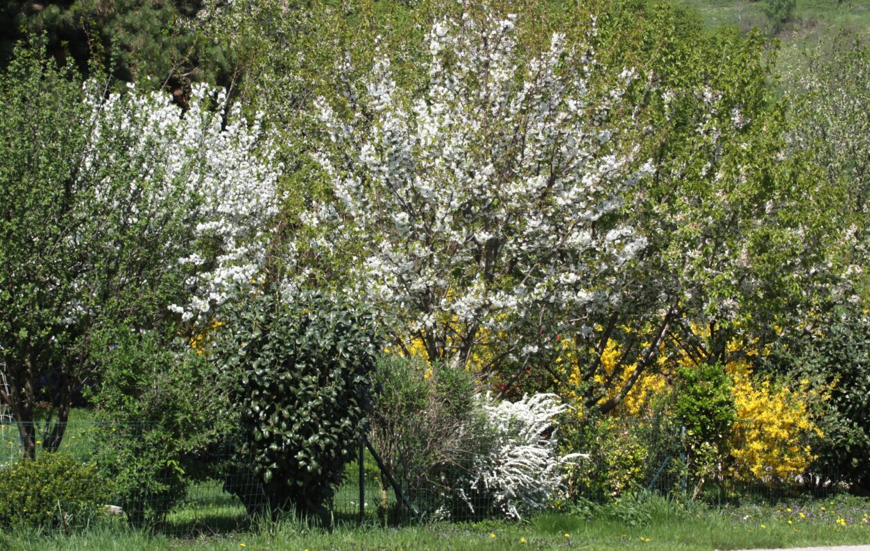 Živa meja iz grmovnic in cvetoče češnje – pomladna kulisa domačega vrta