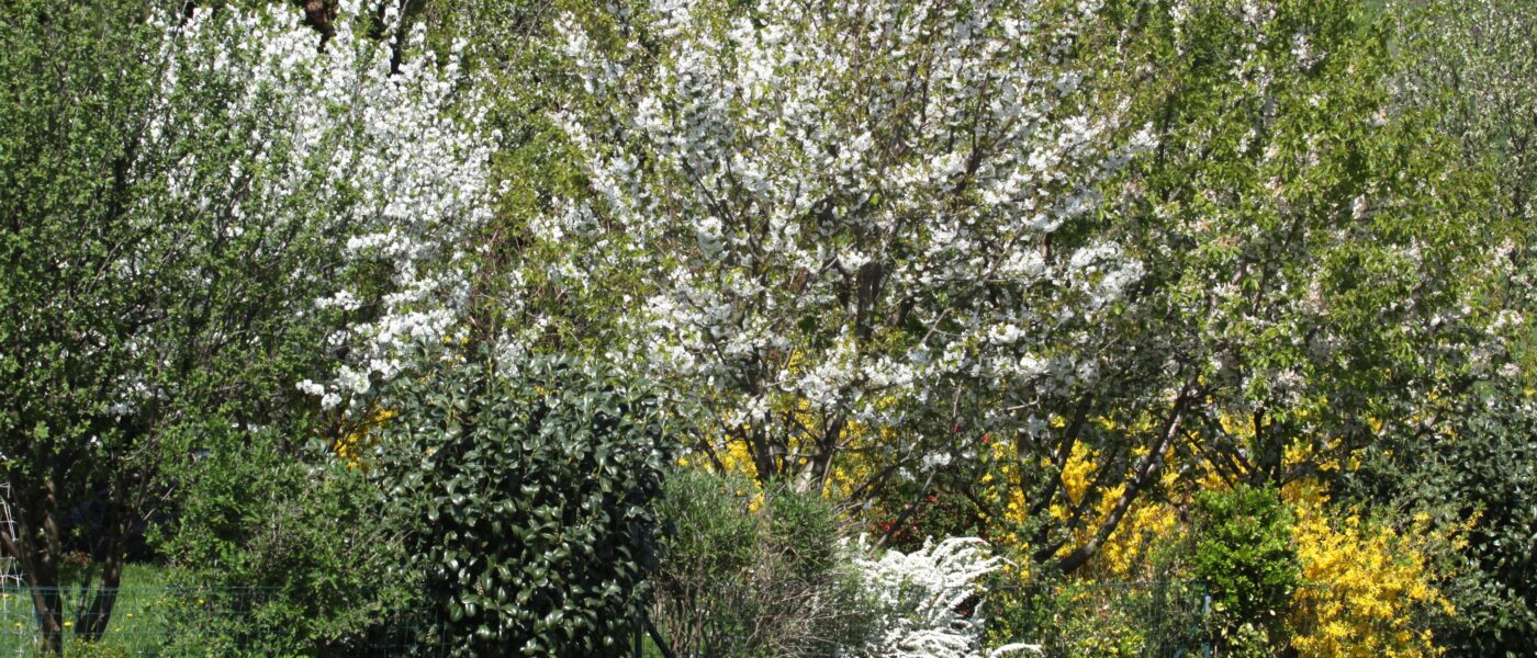 Živa meja iz grmovnic in cvetoče češnje – pomladna kulisa domačega vrta