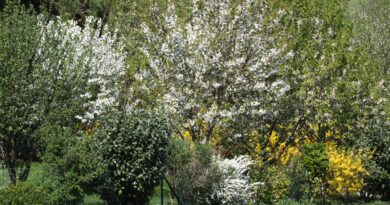 Živa meja iz grmovnic in cvetoče češnje – pomladna kulisa domačega vrta