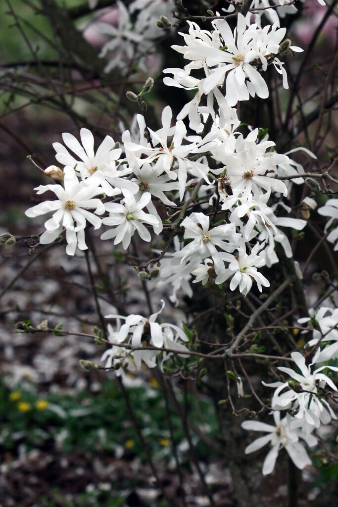 Zvezdasta magnolija (Magnolia Stellata)
