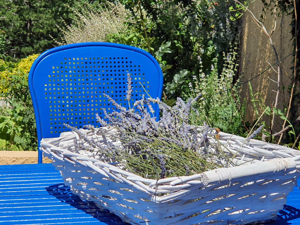 Sveže nabrani cvetovi sivke