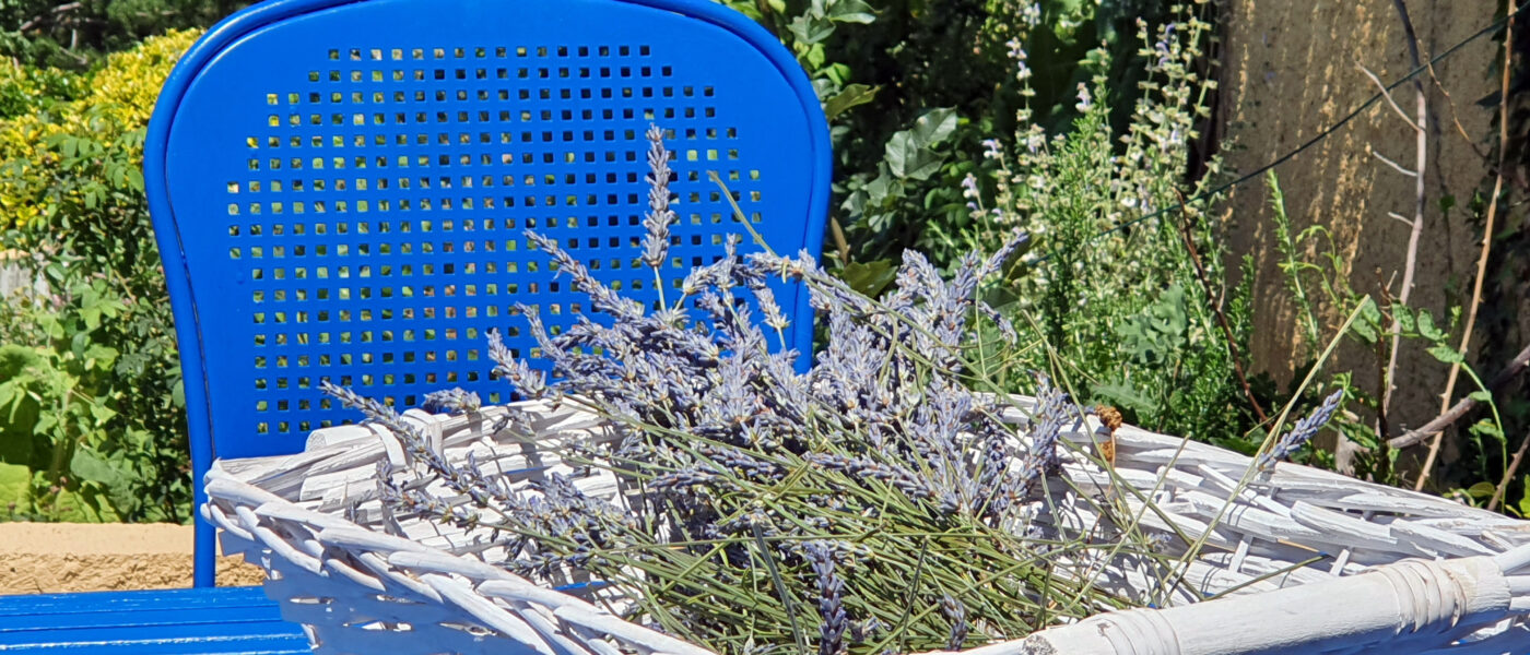 Sveže nabrani cvetovi sivke