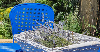 Sveže nabrani cvetovi sivke