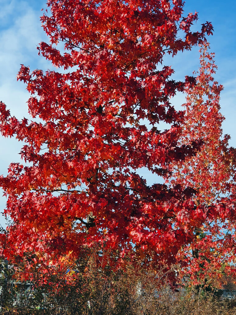 Ambrovec (Liquidambar styraciflua)