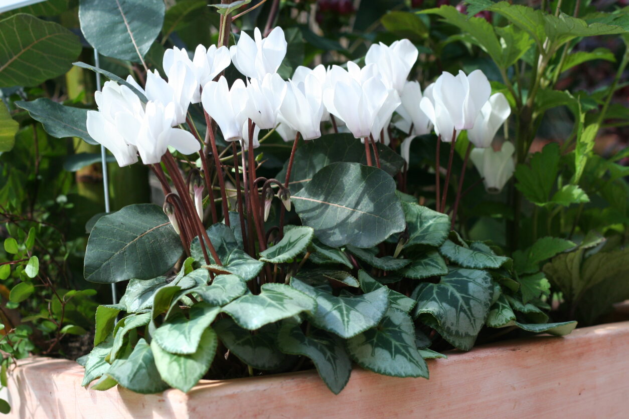 Belo cvetna ciklama, dolgo cvetoča trajnica, primerna za jesenske zasaditve