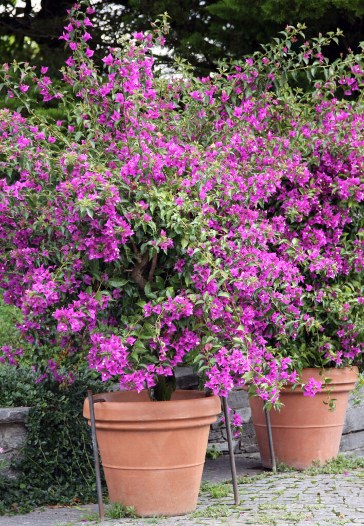 Bugenvileja v glinenih loncih